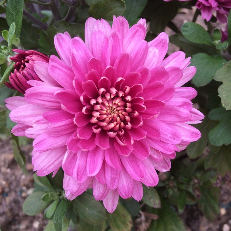 Plant image Chrysanthemum x morifolium Mammoth 'Twilight Pink Daisy'