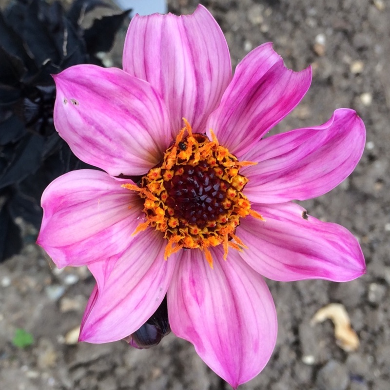 Plant image Dahlia 'Amazon Pink'