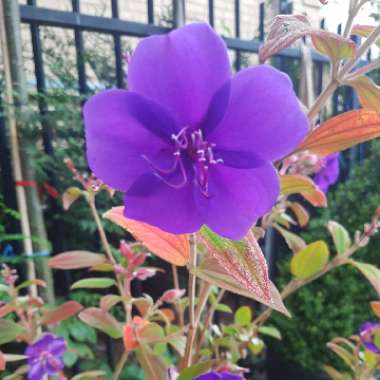 Tibouchina