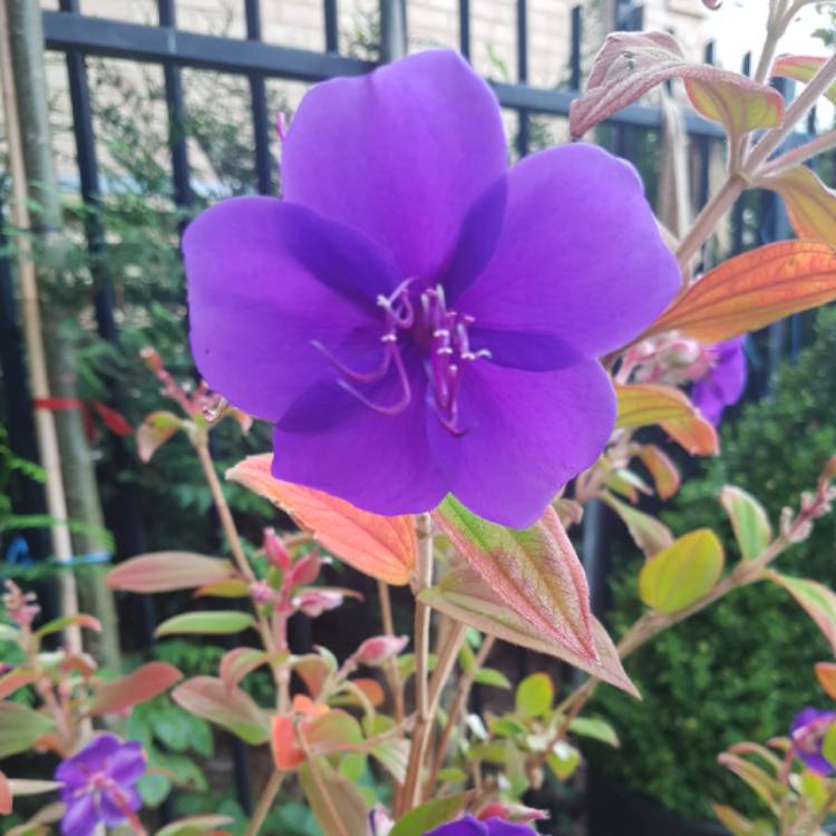 Plant image Tibouchina