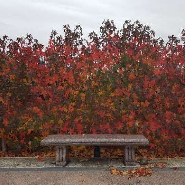 Oriental Sweet Gum Tree