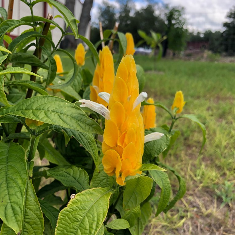 Plant image Pachystachys lutea