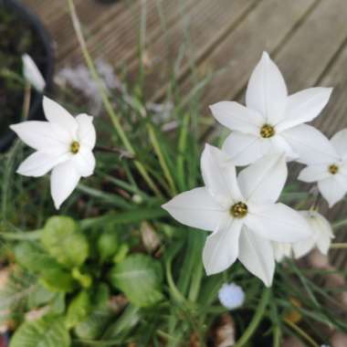 Ipheion