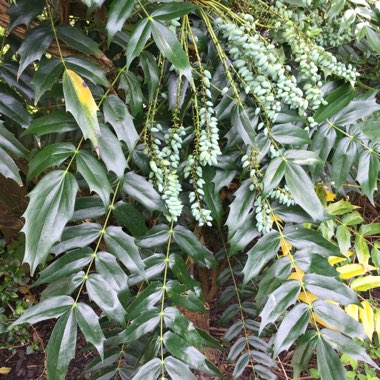 Oregon Grape