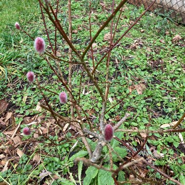 Salix gracilistyla 'Mount Aso'