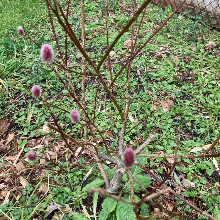 Plant image Salix gracilistyla 'Mount Aso'