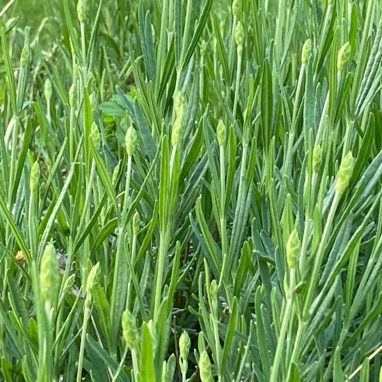 Plant image Lavandula angustifolia 'Rosea'