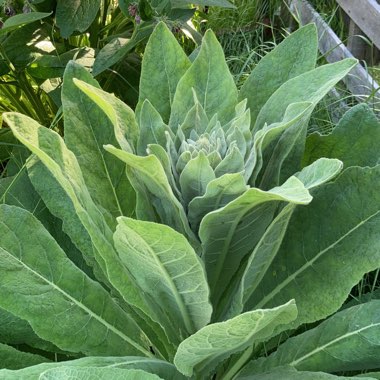 Common Mullein