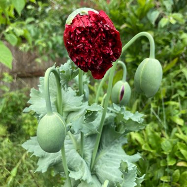 Oriental Poppy