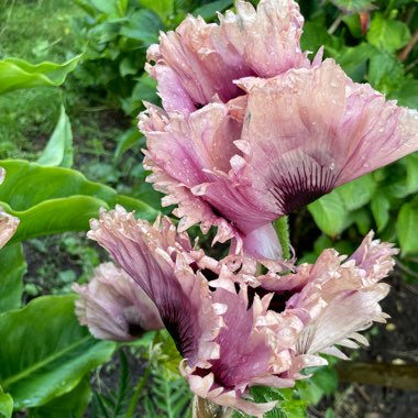 Oriental Poppy