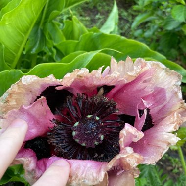 Oriental Poppy