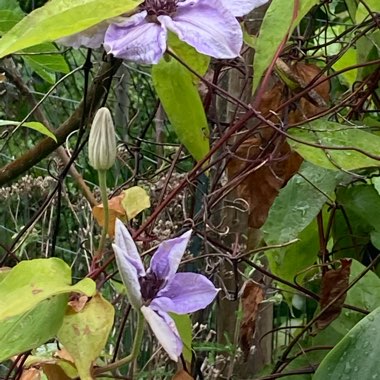 Clematis (Pruning Group 2 - Large Flowering Cultivars)