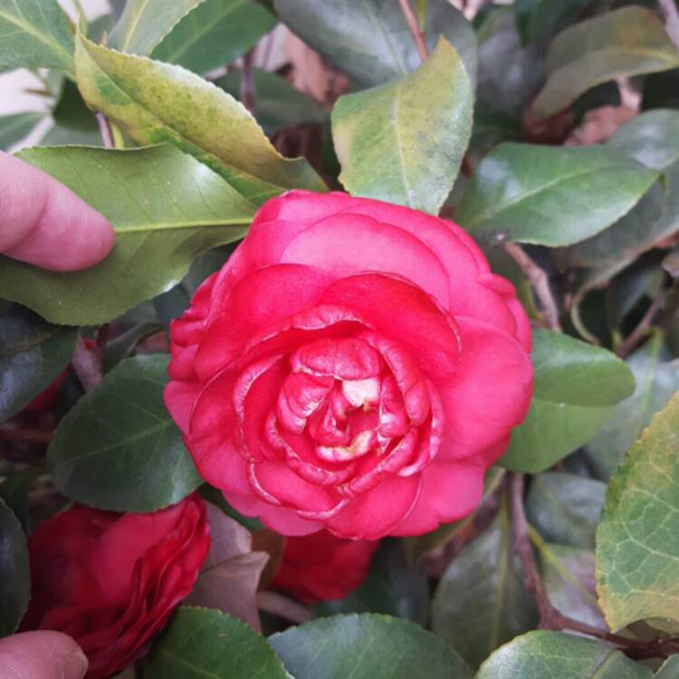 Plant image Camellia japonica 'Doctor Burnside'