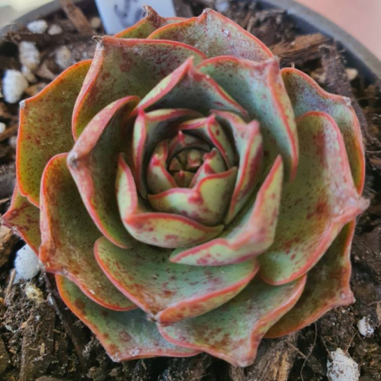 Plant image Echeveria Longissima var. Longissima