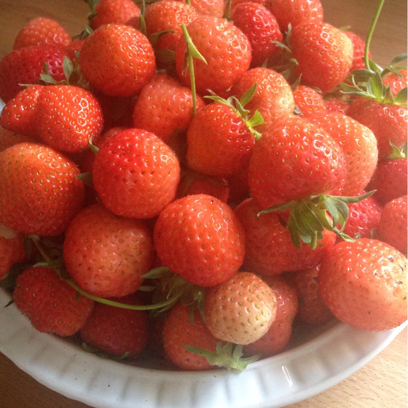 Strawberry 'Cambridge Favourite'