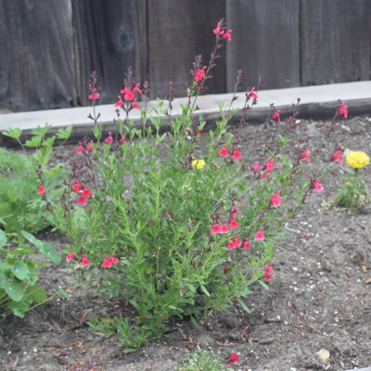 Plant image Salvia hybrida 'Fire Dancer'