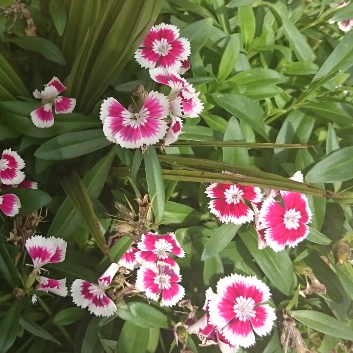 Plant image Dianthus barbatus 'Persian Carpet'