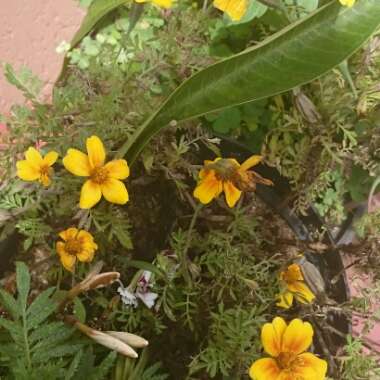 Common yellow Frangipani