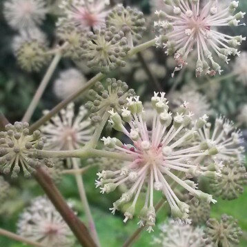 Plant image Aralia californica