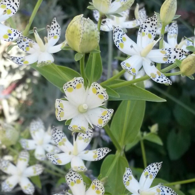 Swertia bimaculata  Syn. Ophelia bimaculata