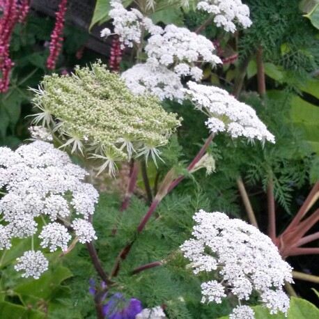 Plant image Selinum wallichianum syn. Selinum tenuifolium .