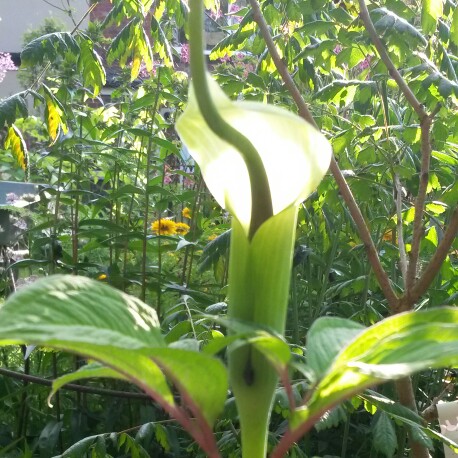 Plant image Arisaema tortuosum