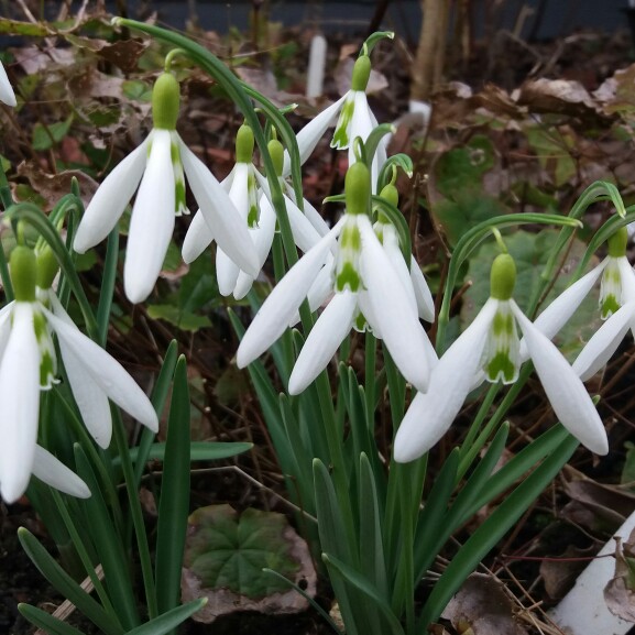 Plant image Galanthus 'Wasp'