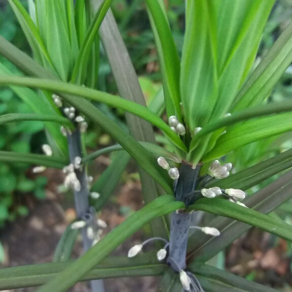 Plant image Polygonatum cirrhifolium