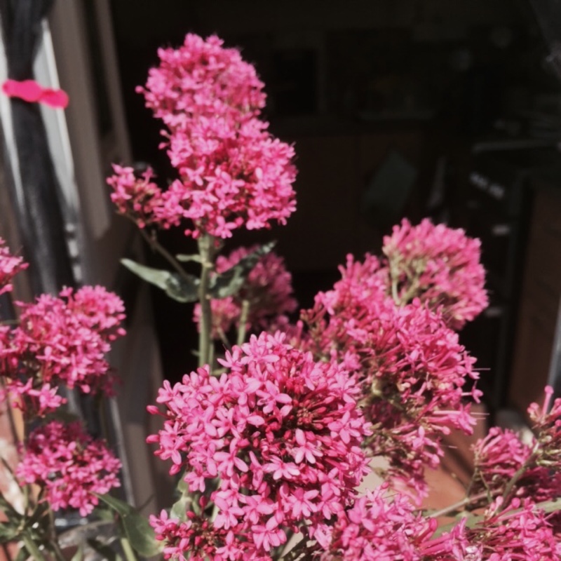 Red Valerian