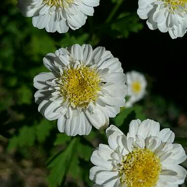 Feverfew