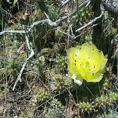 Brittle Pricklypear