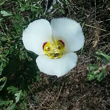 Sego Lily