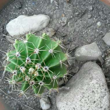 Trichocereus Cactus