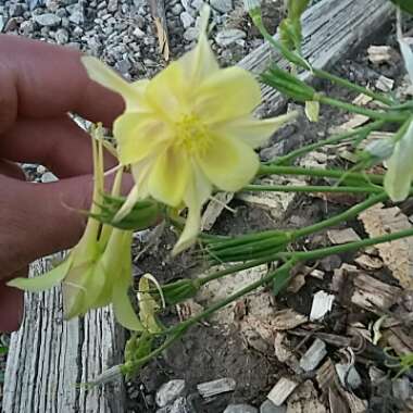 Columbine