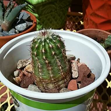 Nylon hedgehog cactus, Echinocereus davisii