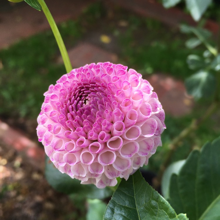 Plant image Dahlia 'Frank Holmes'