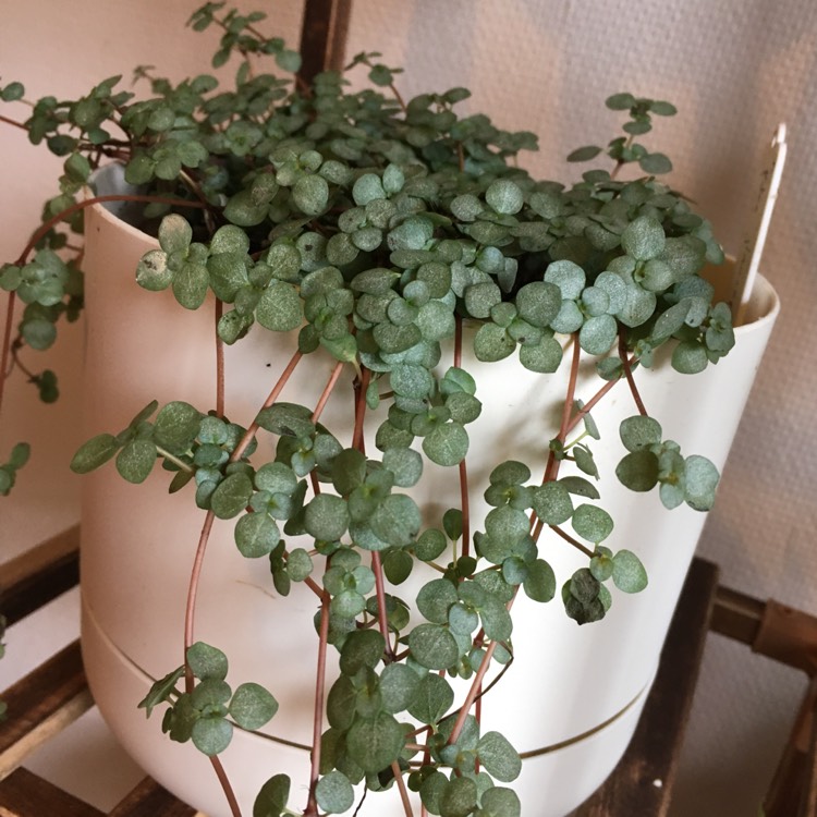 Plant image Pilea glaucophylla