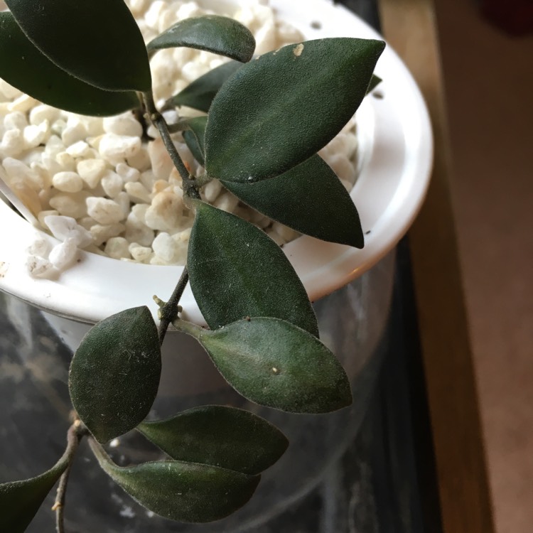 Plant image Hoya burtoniae