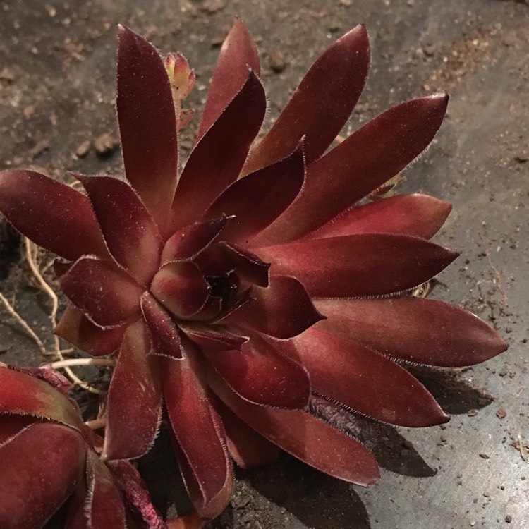 Plant image Sempervivum Pacific Red Rose