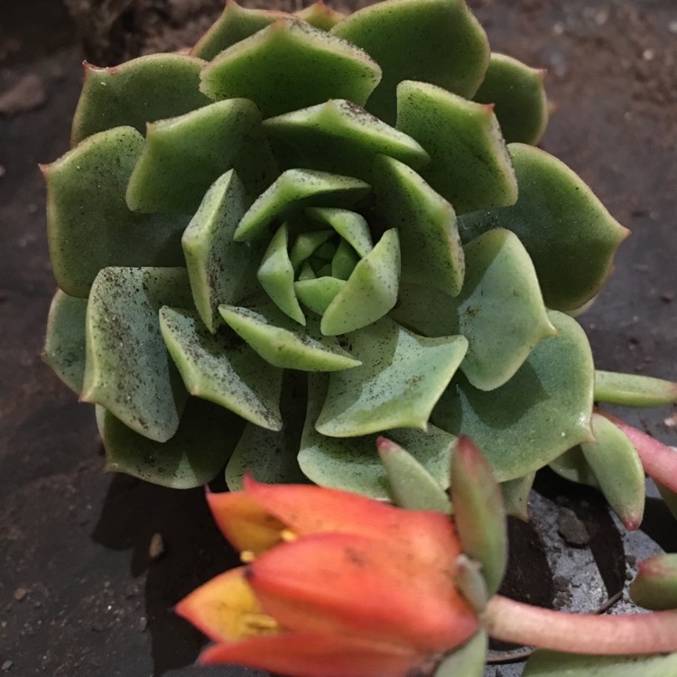 Plant image Echeveria Deren-Oliver