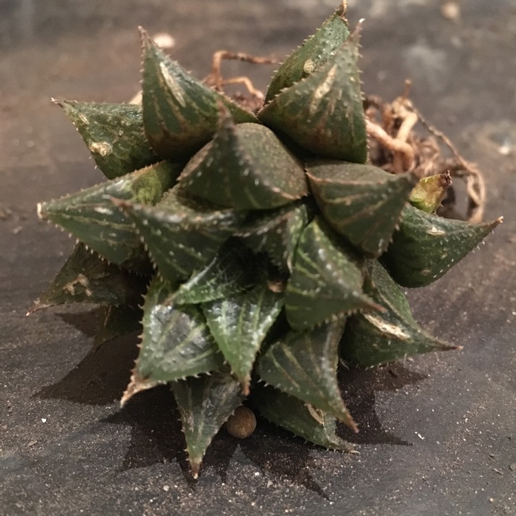 Plant image Haworthia emelyae var. major