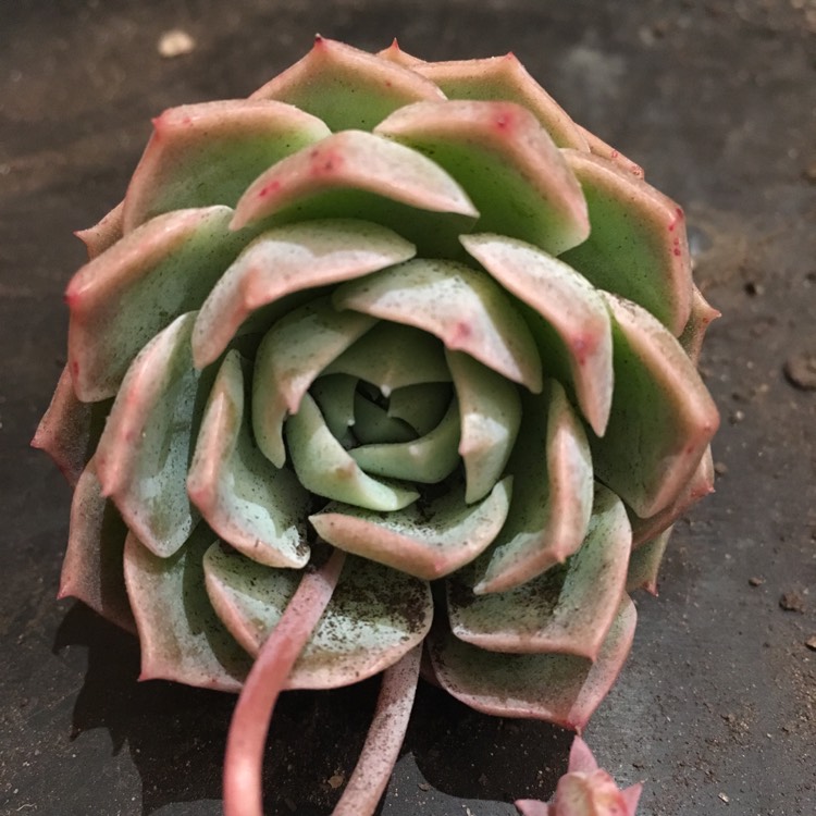 Plant image Echeveria Elegans x Violet Queen