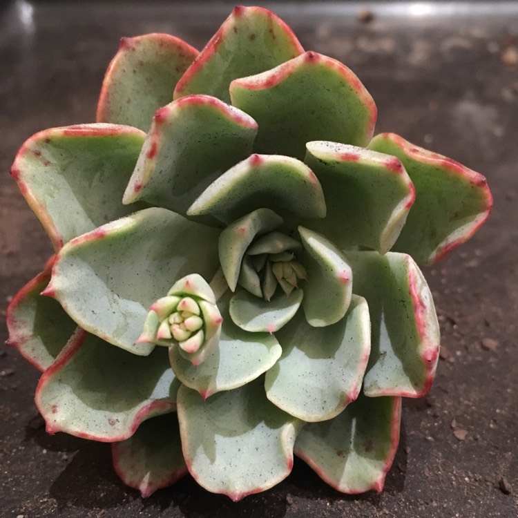 Plant image Echeveria Lara