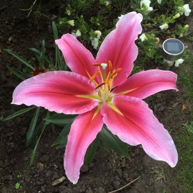 Lily 'Star Gazer' (Oriental)