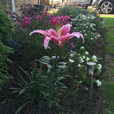 Lily 'Star Gazer' (Oriental)