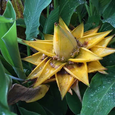 Musella lasiocarpa syn. Ensete lasiocarpum, Musa lasiocarpa,