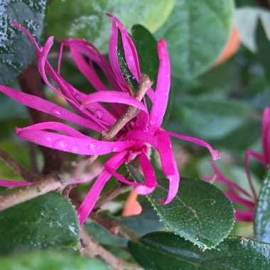 Loropetalum chinense var. rubrum 'Fire Dance'