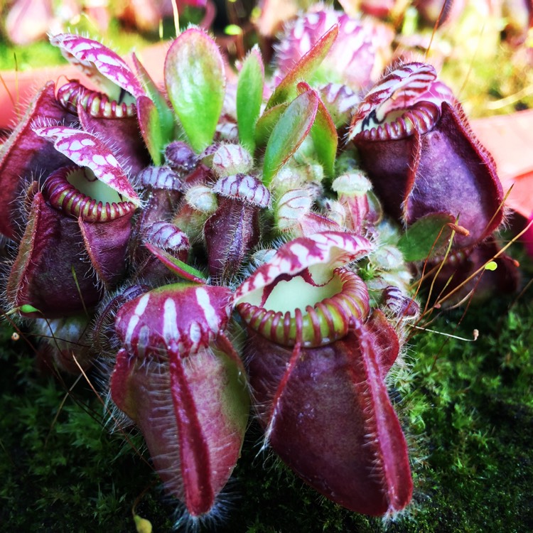 Plant image Cephalotus Follicularis