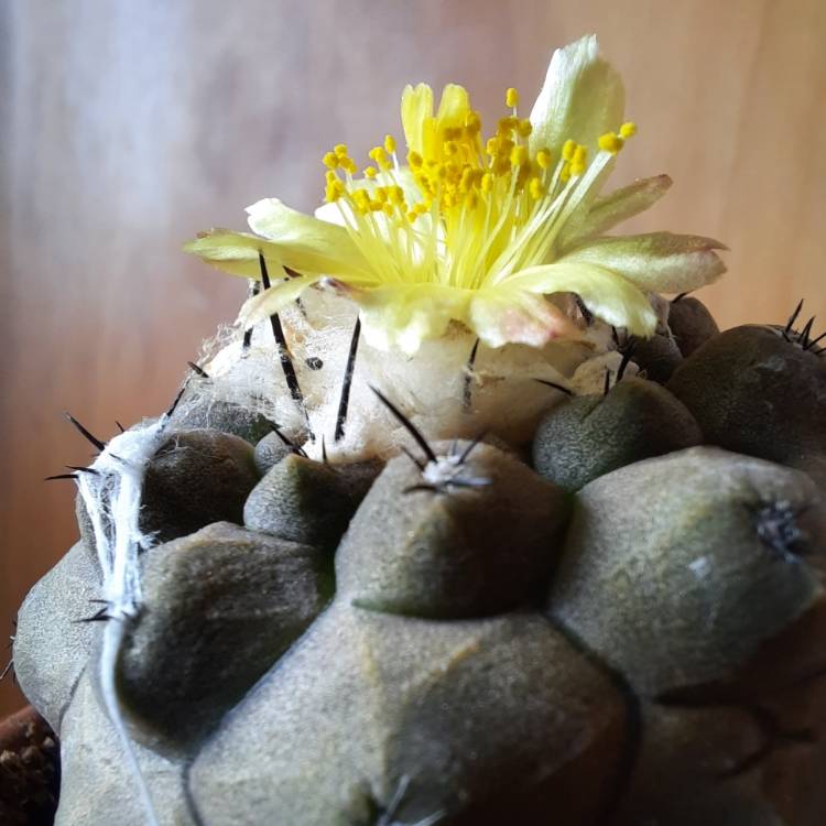 Plant image Copiapoa hypogaea