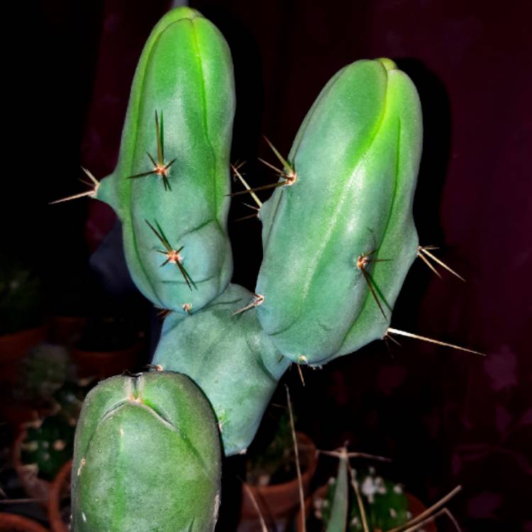 Plant image Echinopsis lageniformus 'Monstrose'